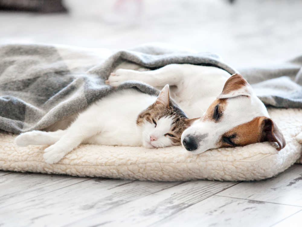 Shutterstock 1085791058