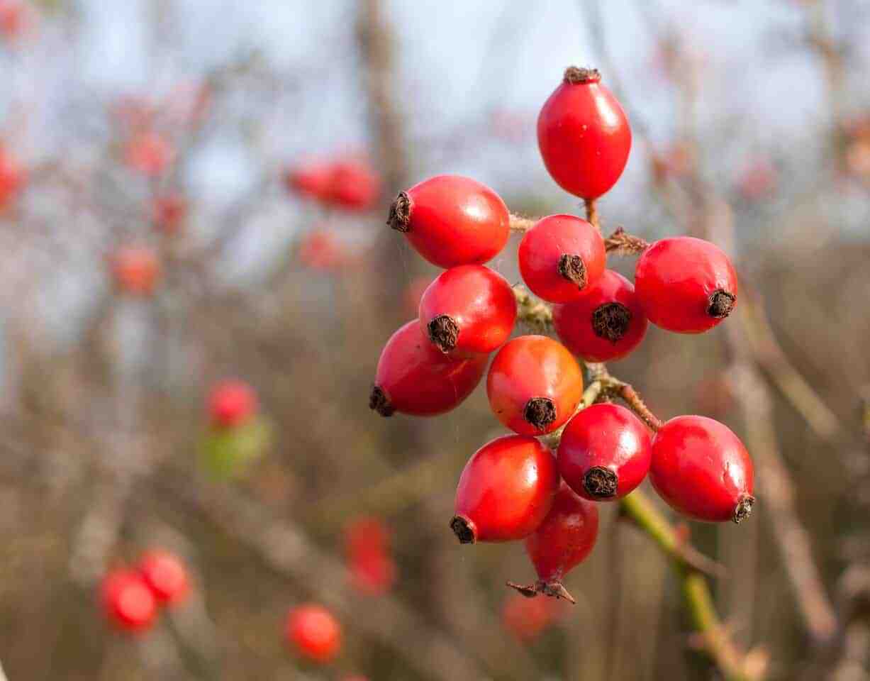 Stock rosehips