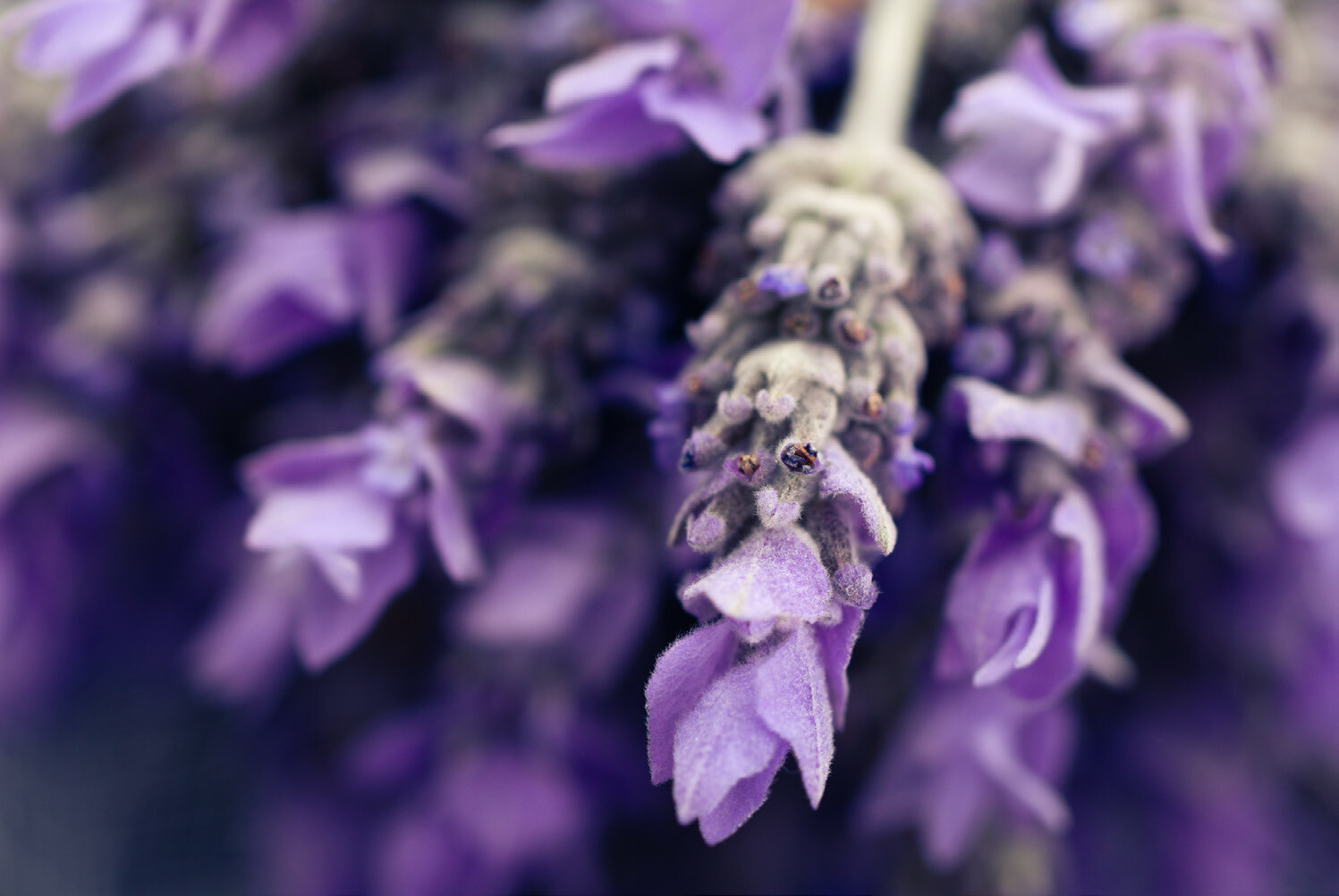 Img antiinflammatory