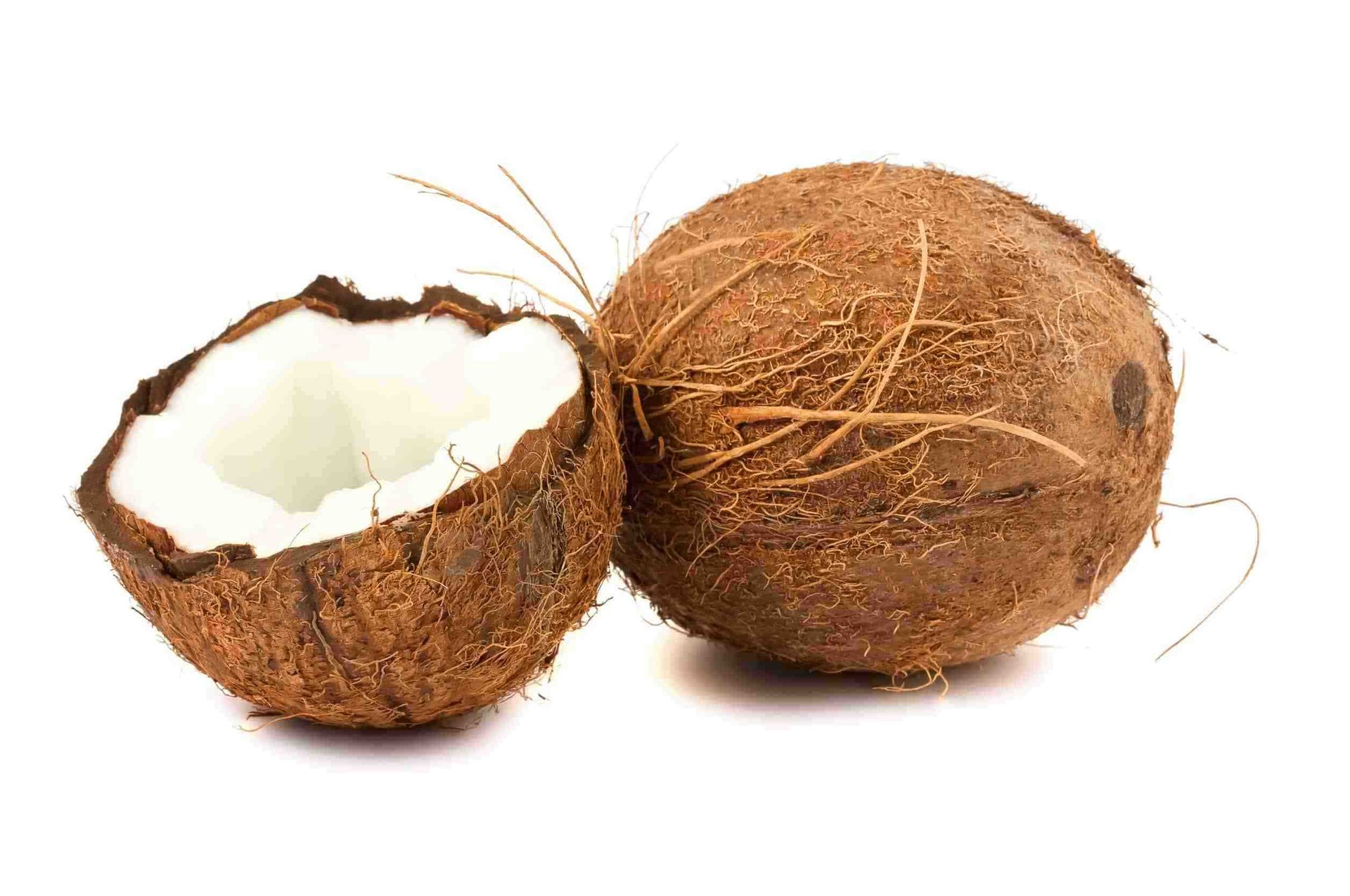 Coconut