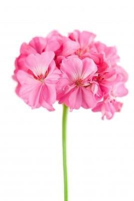Rose geranium stock image