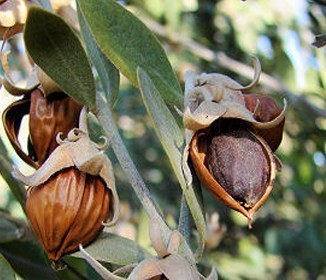 Jojoba Plant
