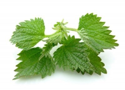 Nettle stock image