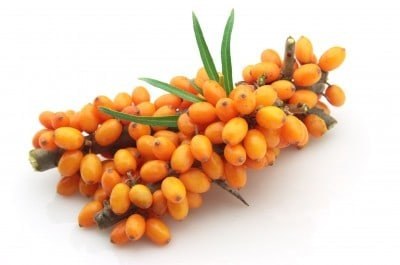 Seabuckthorn stock image