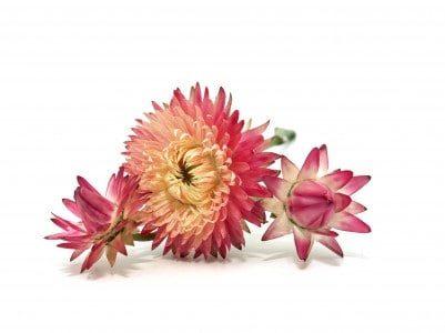 Everlasting flower stock image