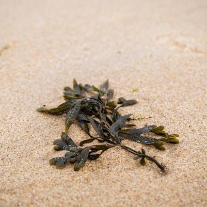 Brown Seaweed