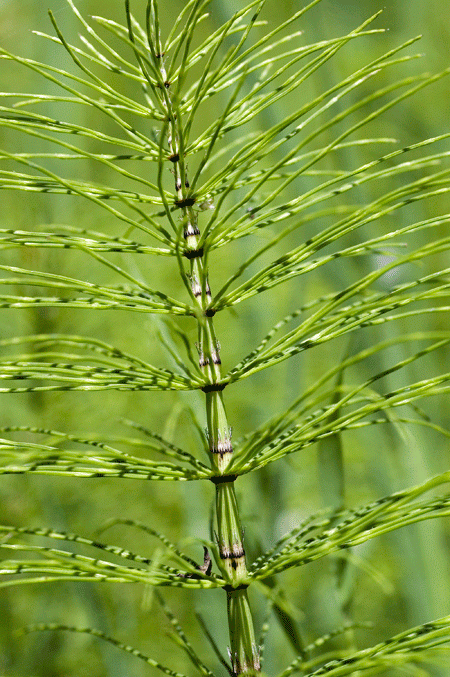 Horsetail2