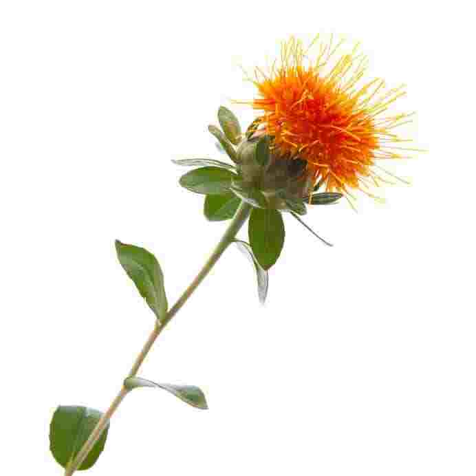 Safflower