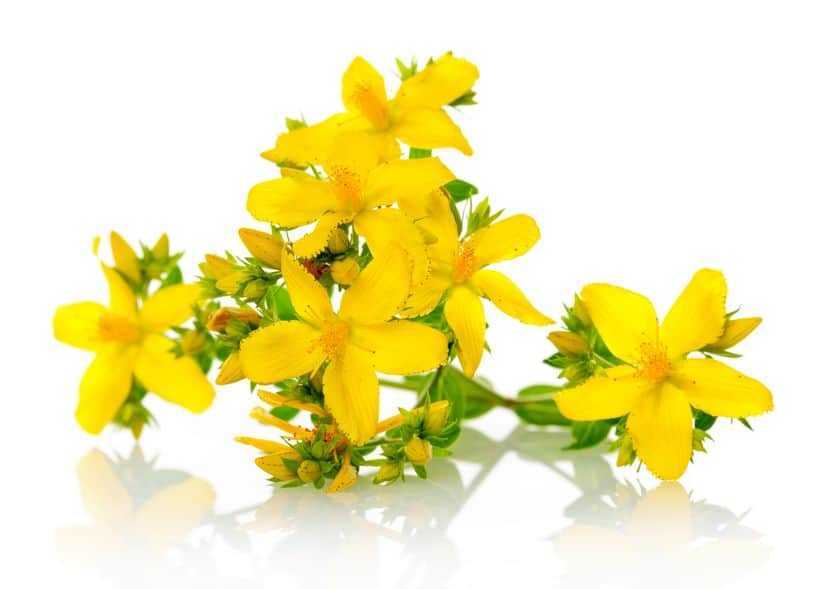 St johns wort