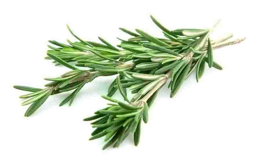 Rosemary