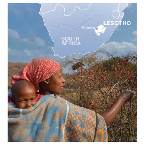 Lesotho rosehip oil