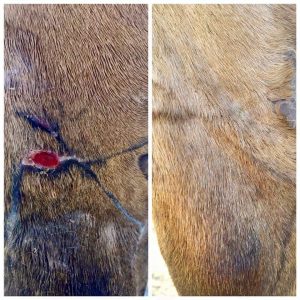 Kosmea Rosehip oil for scars on horse