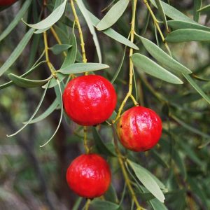 Kosmea quandong