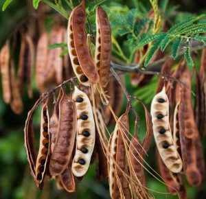 Kosmea wattle seed