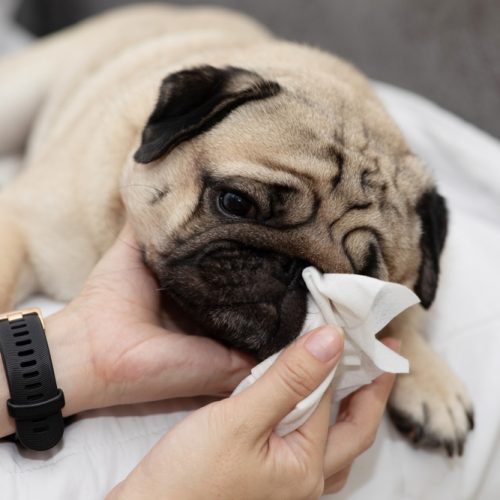Close,Up,Woman,Hand,Clean,And,Wash,Dog,Nose,Pug