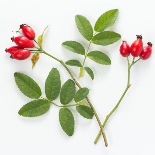 Rose,Hips,With,Leaves