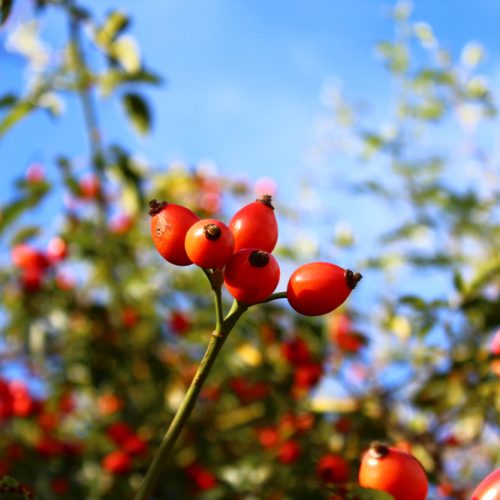 Rose,Hips,In,The,Summer
