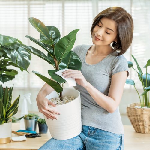 Portrait,Asian,Beautiful,Woman,Hands,Holding,Green,Leaf,Plant,Pot.